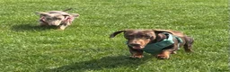 Miniature Dachshund dogs for sale: Miniature Dachshunds in Brentwood - Advert 11