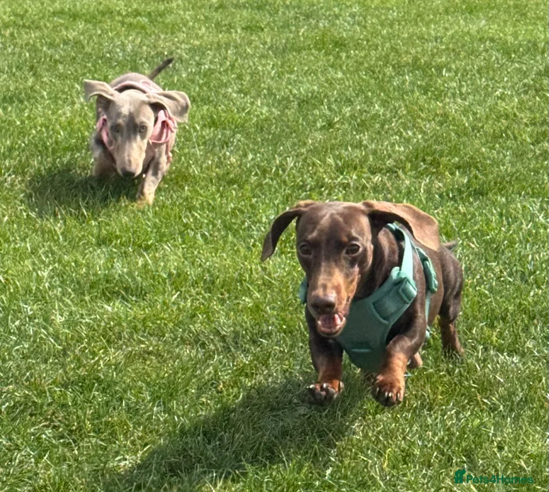 Miniature Dachshund dogs for sale: Miniature Dachshunds in Brentwood - Advert 11