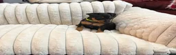 Miniature Pinscher dogs for sale: Krieger Miniature Pinschers  - Advert 3
