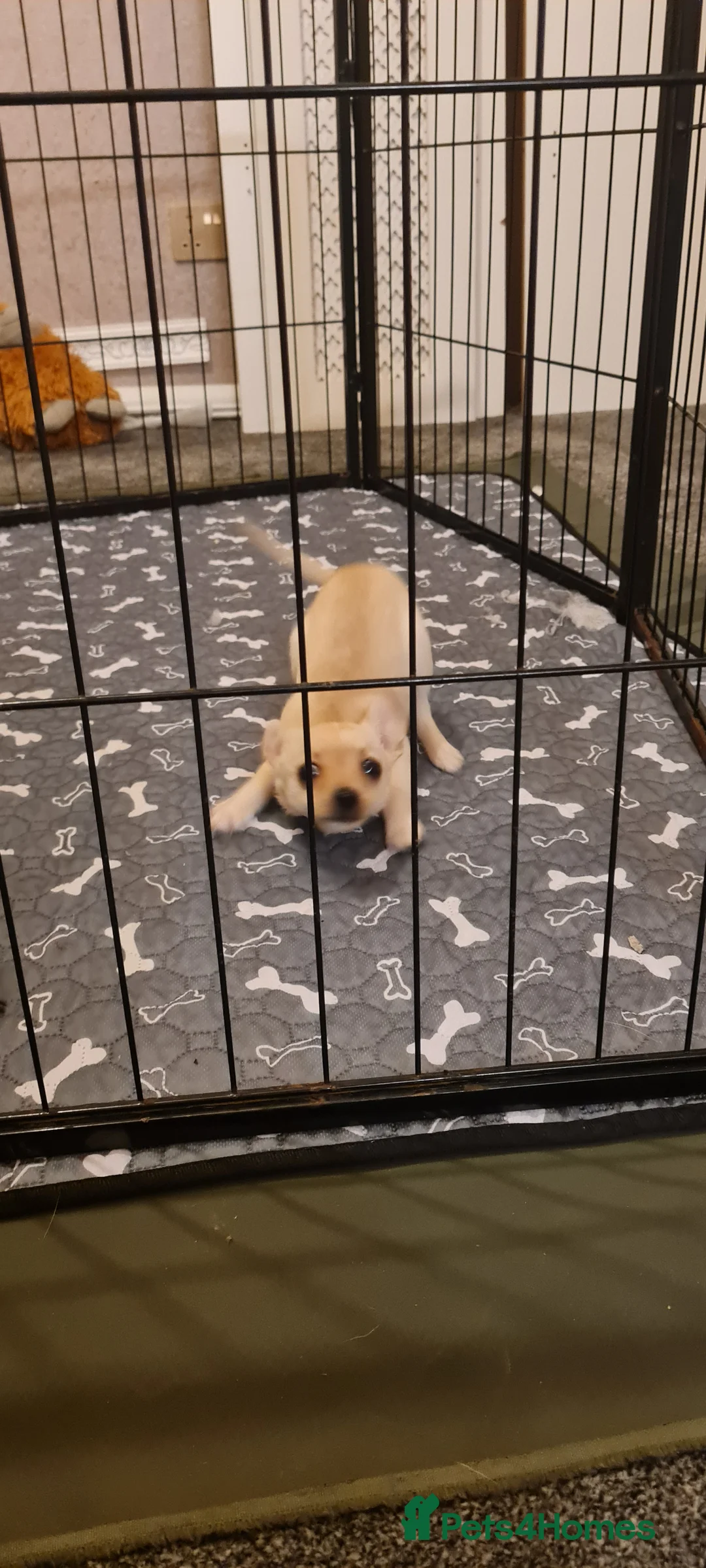 Mixed Breed dogs for sale: Beautiful chihuahua mix puppies - Advert 9