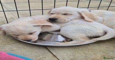 Labrador Retriever dogs - Advert 10