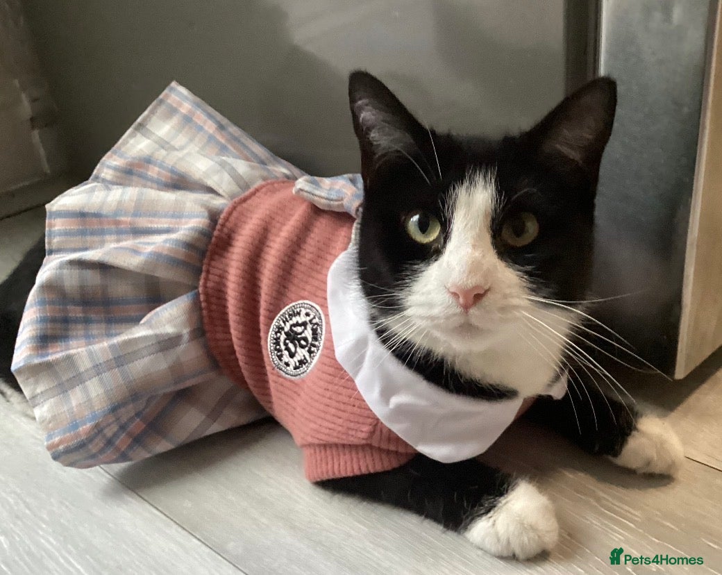 Mixed Breed cats 2 years( Bella)cat  - Advert 2