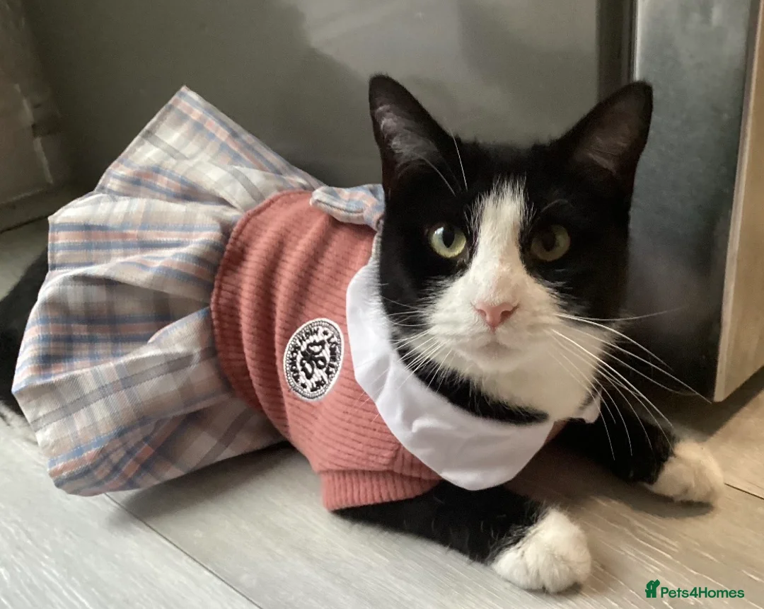 Mixed Breed cats for sale: 2 years( Bella)cat  - Advert 1