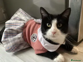 Mixed Breed cats 2 years( Bella)cat - Advert 2