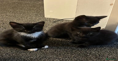 Mixed Breed cats - Advert 11