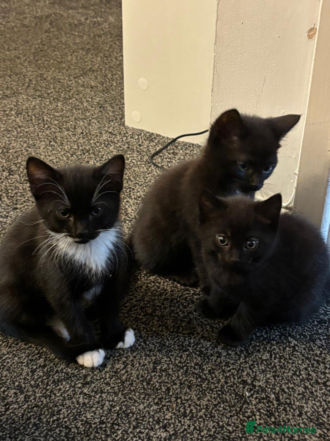 Mixed Breed cats for sale: Beautiful Kittens Looking for a Loving Home 🐾 - Image 2