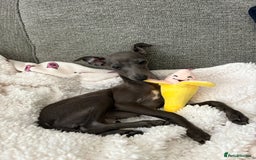 Italian Greyhound dogs for sale: ITALIAN GREYHOUND PUPPIES  - Image 25