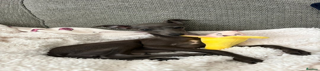 Italian Greyhound Puppy 7