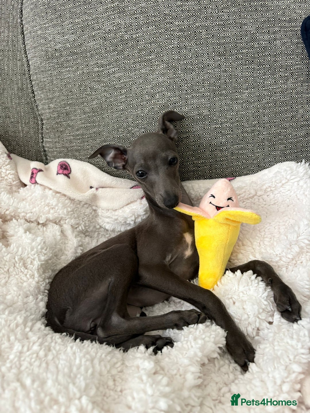 Italian Greyhound dogs for sale: ITALIAN GREYHOUND PUPPIES  - Image 25