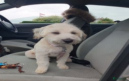 Mixed Breed dogs for sale: Free to a good home  - Image 2