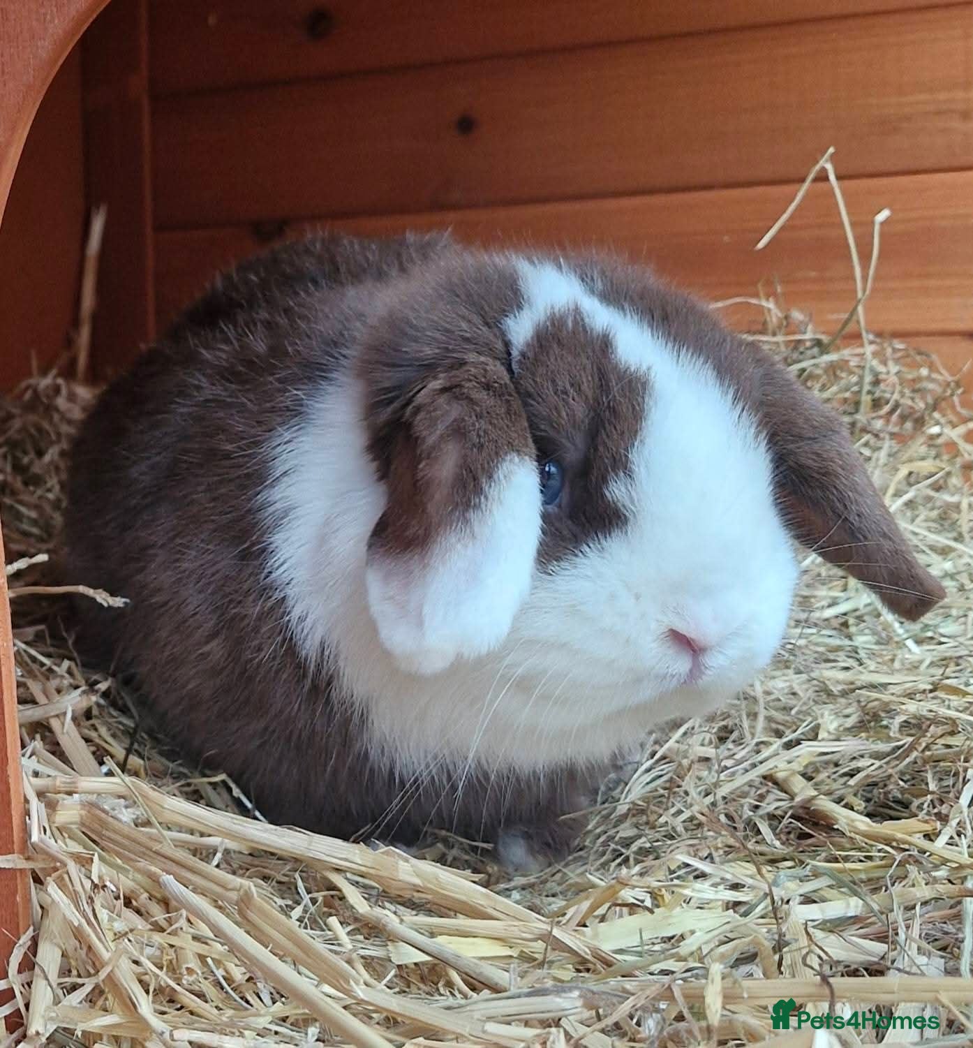 Mini Lop rabbits 🩵 Male Mini Lop 🩵 - Advert 3