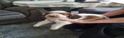 Cocker Spaniel dogs for sale: LAST 2 BOYS show x working cocker spaniels in North Shields - Advert 7
