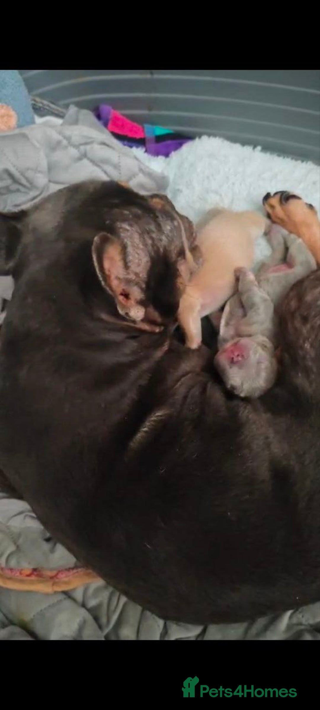 French Bulldog dogs for sale: French bulldogs puppies - Image 5