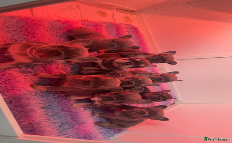 French Bulldog dogs - Advert 3