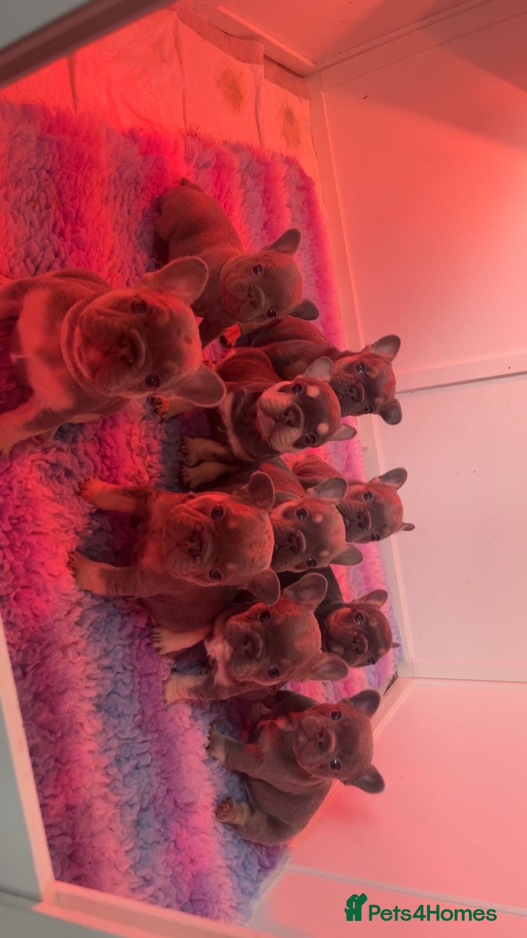 French Bulldog dogs for sale: 2 litters available from Natk9 clinic *JESUS PUPS* - Advert 1