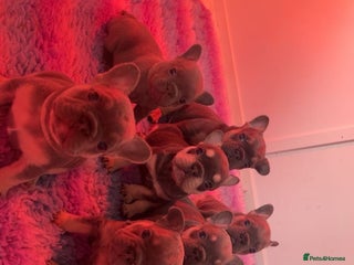 French Bulldog dogs 2 litters available from Natk9 clinic *JESUS PUPS* - Advert 18