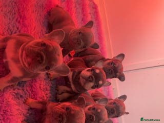 French Bulldog dogs 1st litter natk9*JESUS PUPS REDUCED 3 left - Advert 3