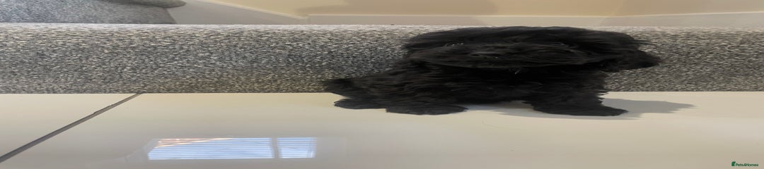Cockapoo Puppy 7