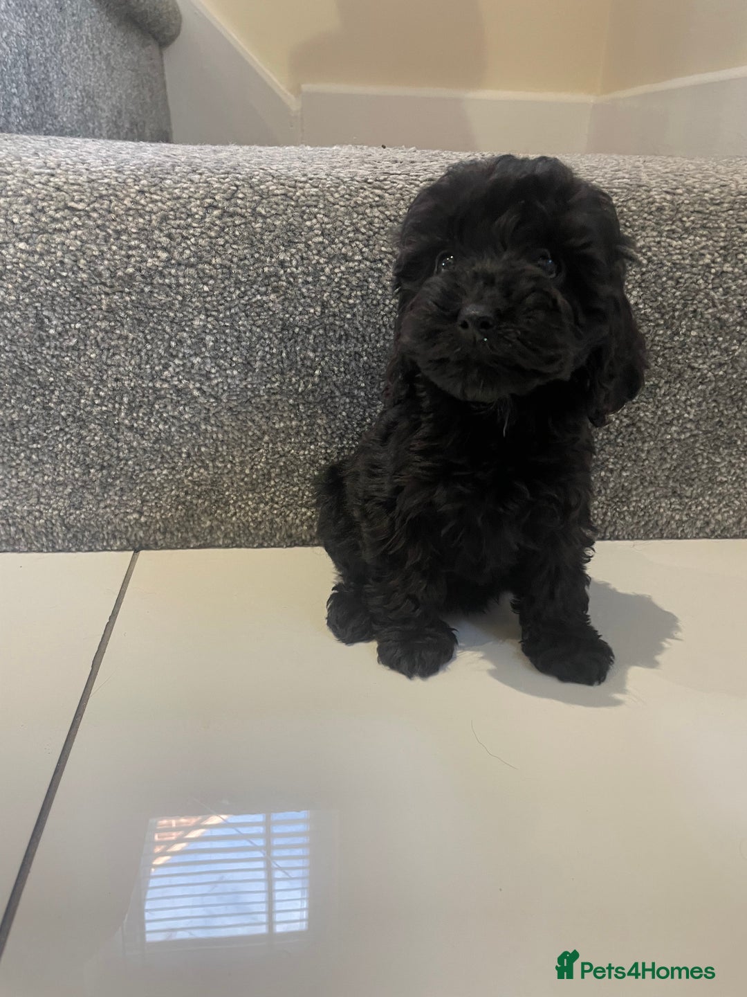 Cockapoo dogs for sale: Cockapoos  - Image 8