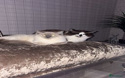 Ragdoll cats for sale: Beautiful Blue Mitted Ragdoll Kitten’s for Sale 🐾 - Image 4