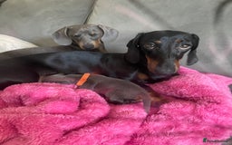 Miniature Dachshund dogs for sale: Miniature Dachshund puppies-ready early December  - Image 4
