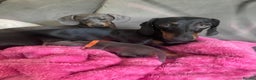 Miniature Dachshund dogs for sale: Miniature Dachshund puppies-ready early December  - Advert 7
