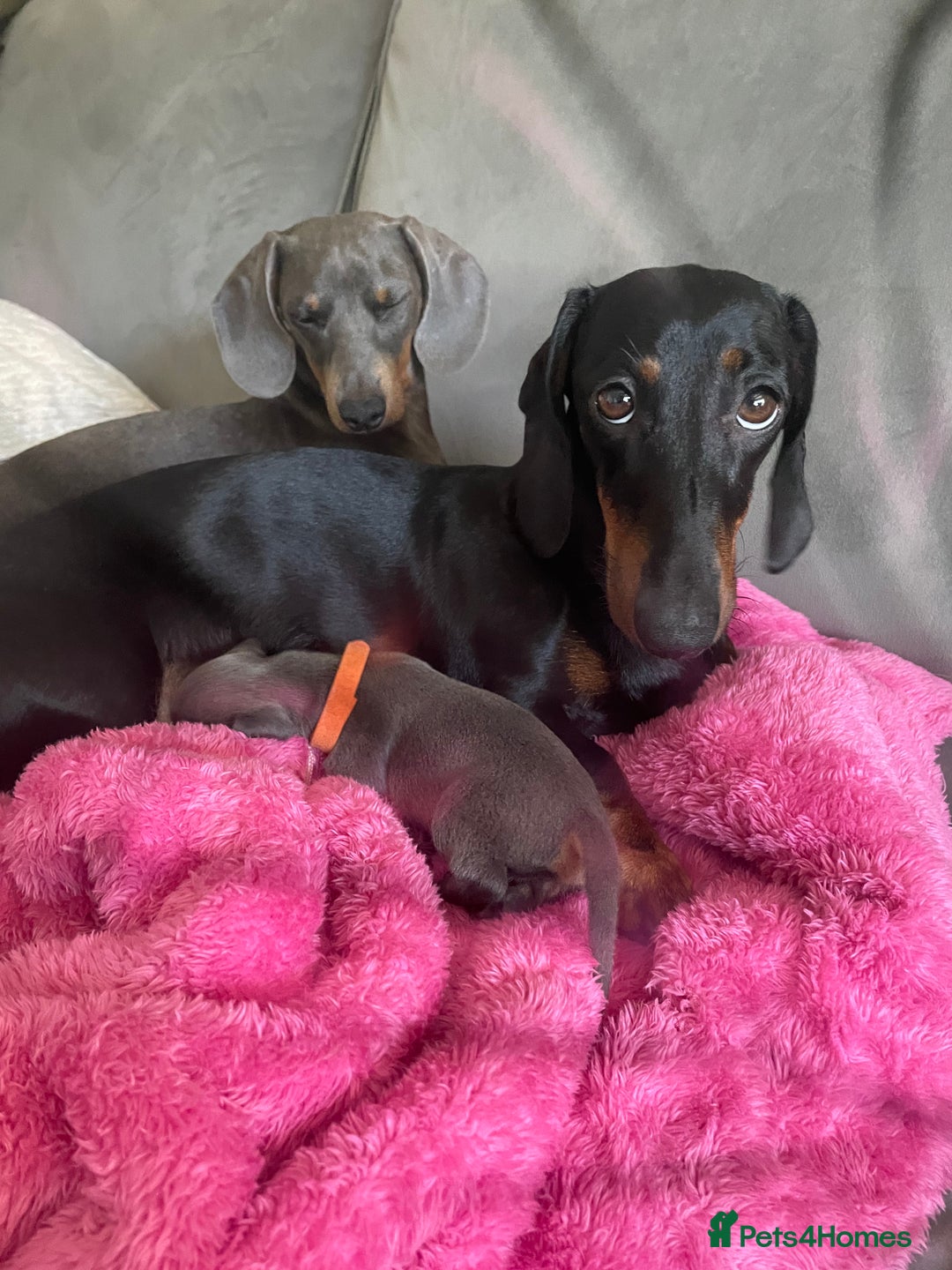 Miniature Dachshund dogs for sale: Miniature Dachshund puppies-ready early December  - Image 4