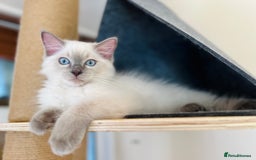Ragdoll cats for sale: SILKY GCCF PEDIGREE RAGDOLL - Championline  in London - Image 26