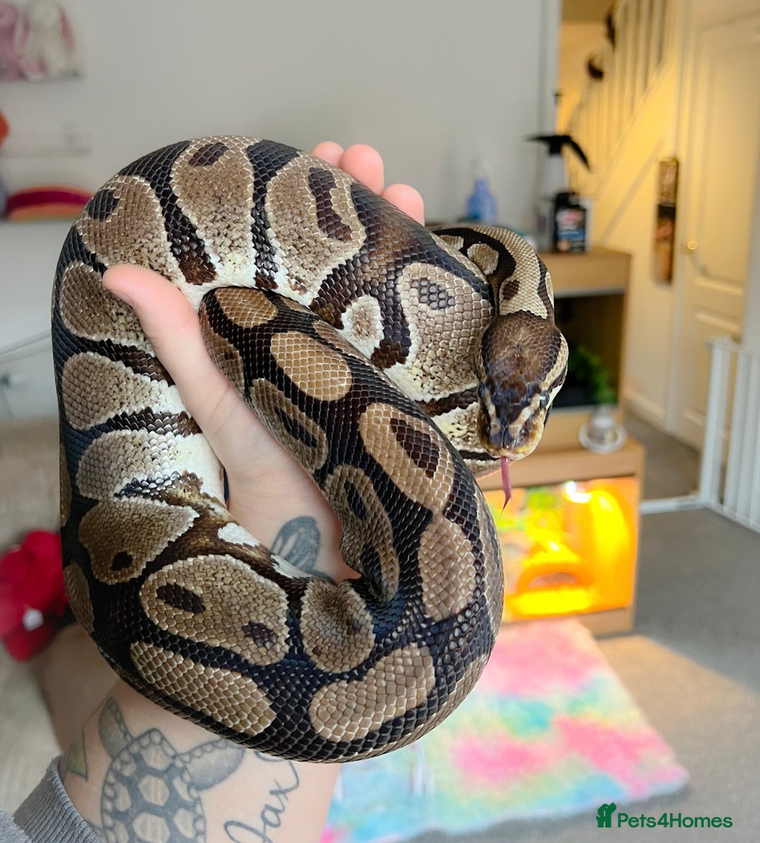 Python Snake reptiles for sale: The most wonderful royal python for a new family - Image 5