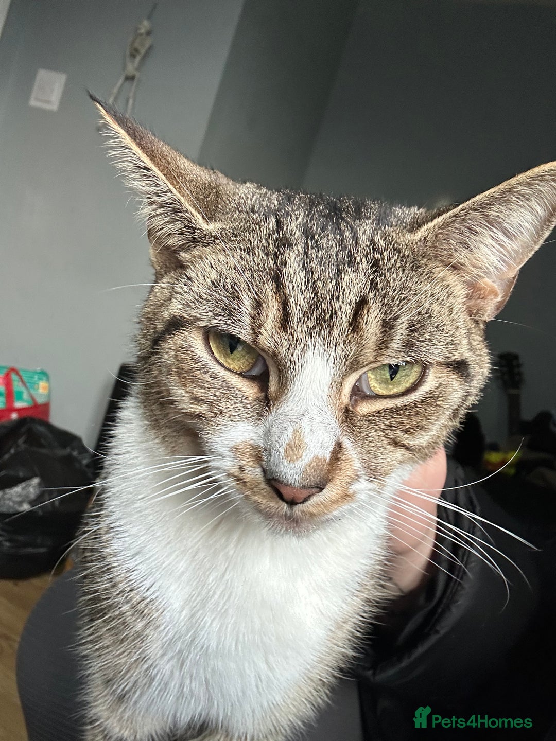 Mixed Breed cats for sale: Tabby male cat (Desmond)  - Advert 5