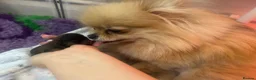Pomeranian dogs for sale: ✨ Available to the Very Best Home Only ✨ - Advert 10