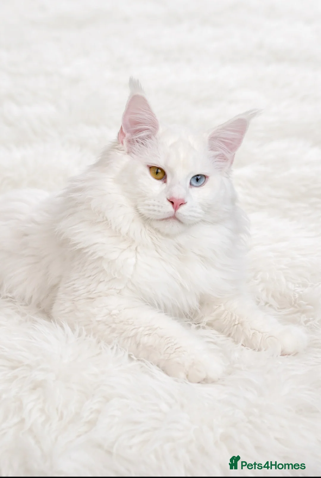 Maine Coon cats for stud: Pure white Maine coon stud  - Advert 3