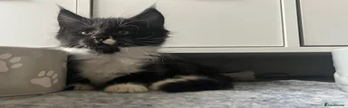 Apollo