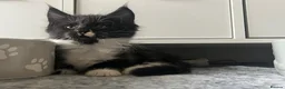 Maine Coon cats for sale: Maine Coon Kittens  - Advert 6