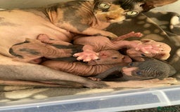 Sphynx cats for sale: 5 Canadian Sphynx kittens available  - Image 10
