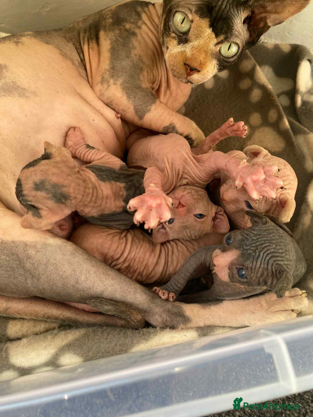 Sphynx cats for sale: 5 Canadian Sphynx kittens available  - Image 10