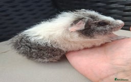 Guinea Pig rodents for sale: Baby guinea pigs for sale - Image 3