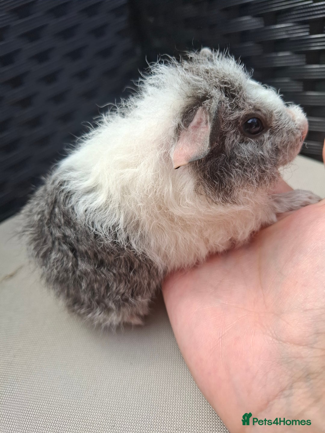 Guinea Pig rodents for sale: Baby guinea pigs for sale - Image 3