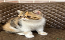 Exotic cats for sale: Beautiful exotic shorthair  - Image 6