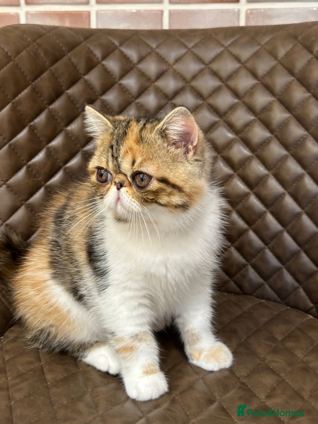 Exotic cats for sale: Beautiful exotic shorthair  - Image 6