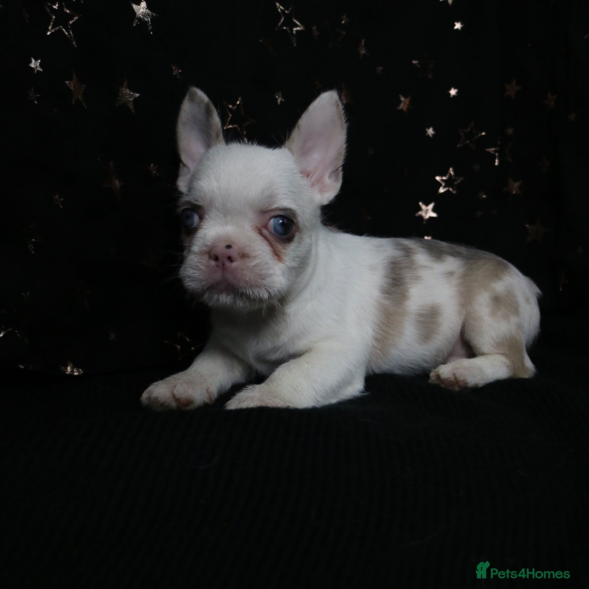 French Bulldog dogs for sale: Happy and health french bulldog puppies  in Braintree - Advert 9