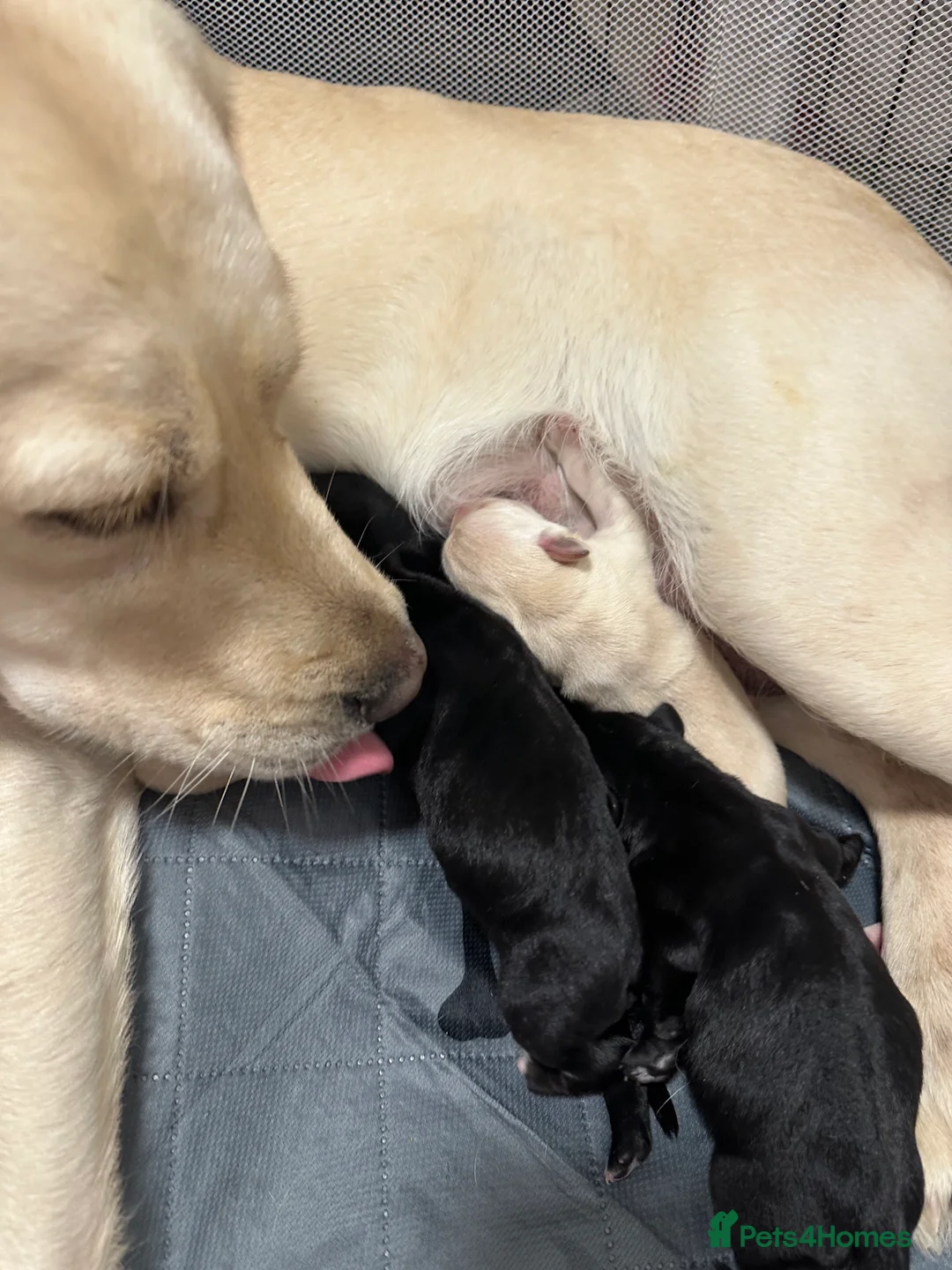 Goldador dogs for sale: Beautiful Goldador Pups  - Advert 31