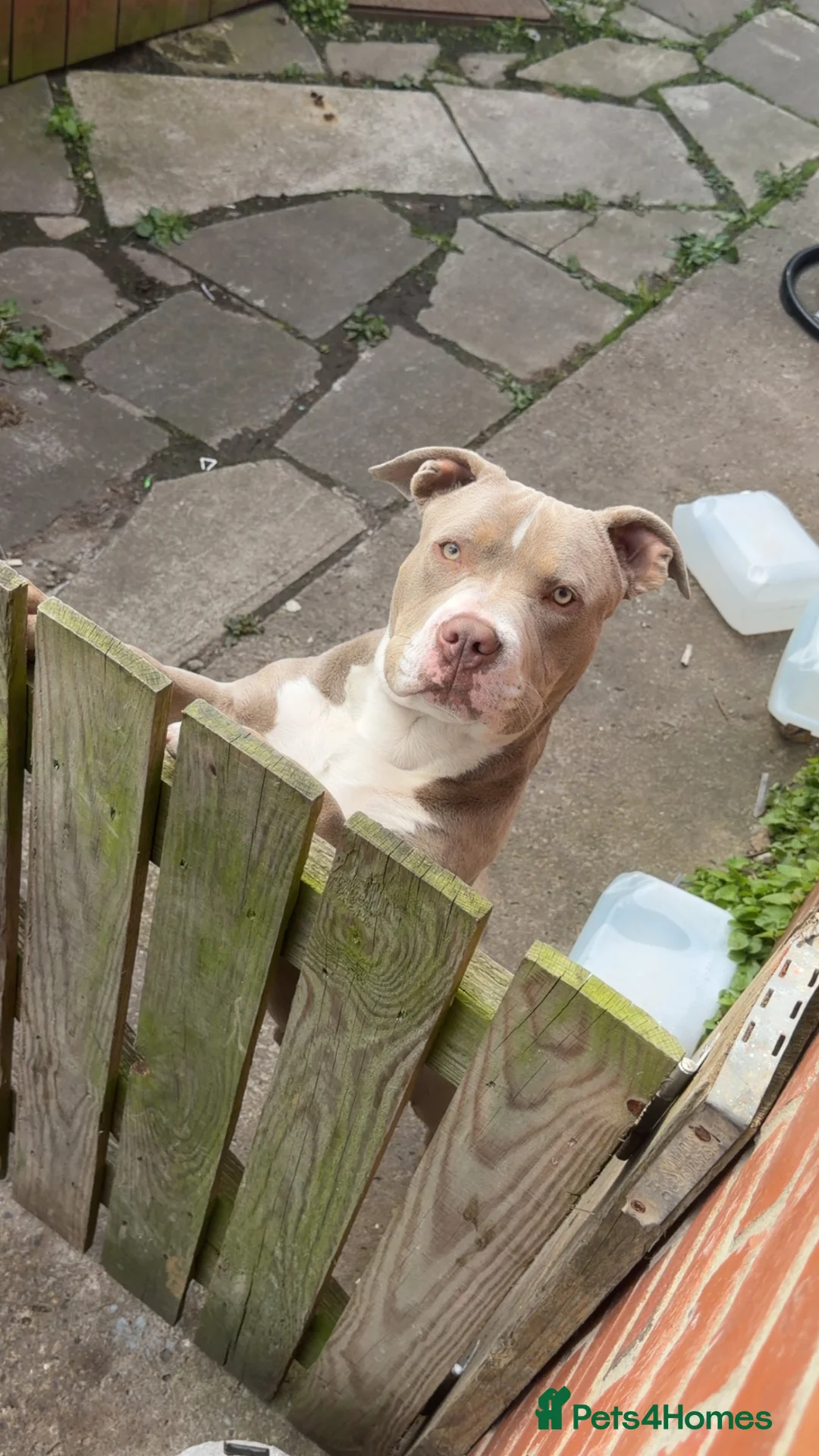 American Bully dogs for sale: Pocket bully  in Newcastle upon Tyne - Advert 2