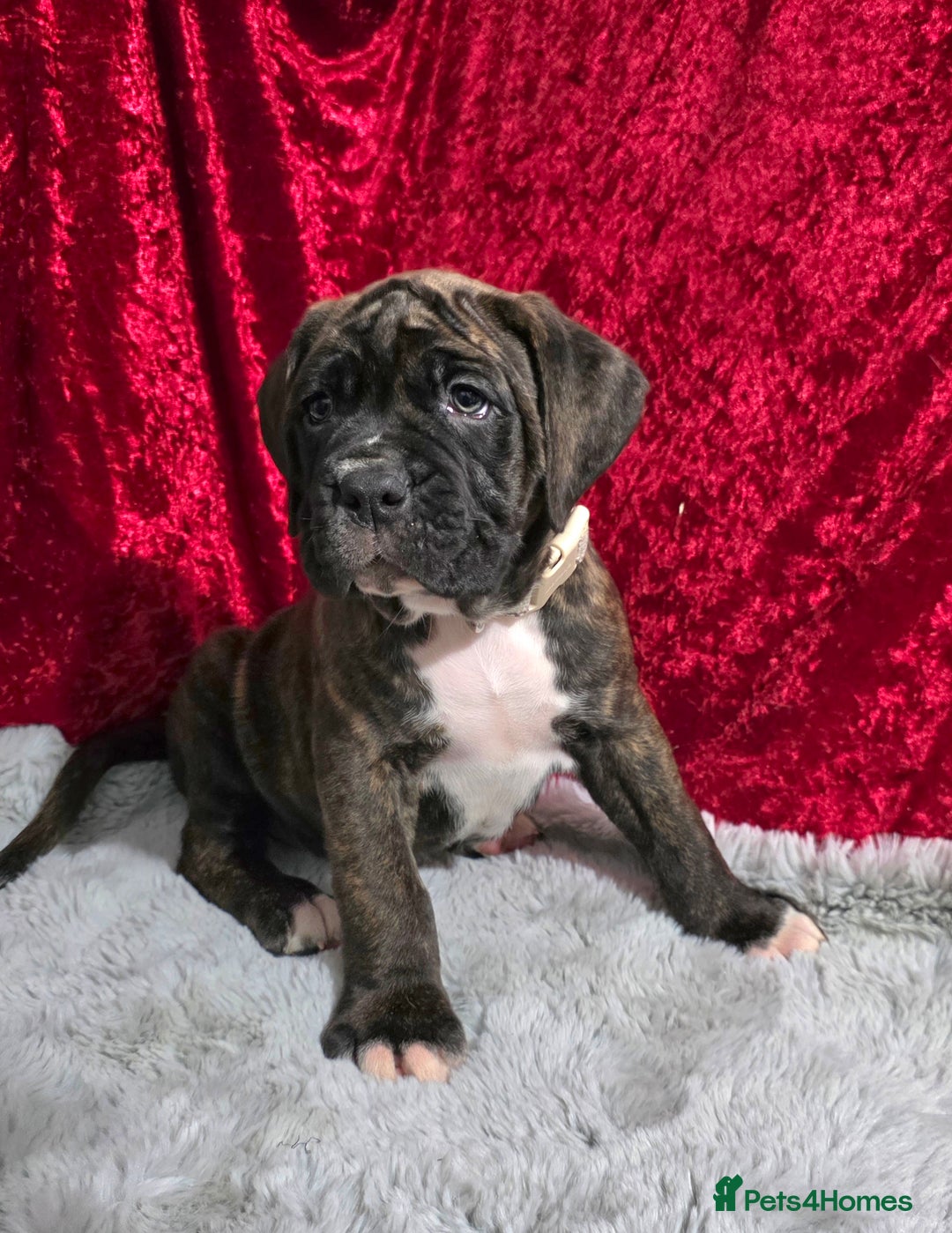 Boxer dogs for sale: Very unusual & Rare Boxer cross - Advert 12