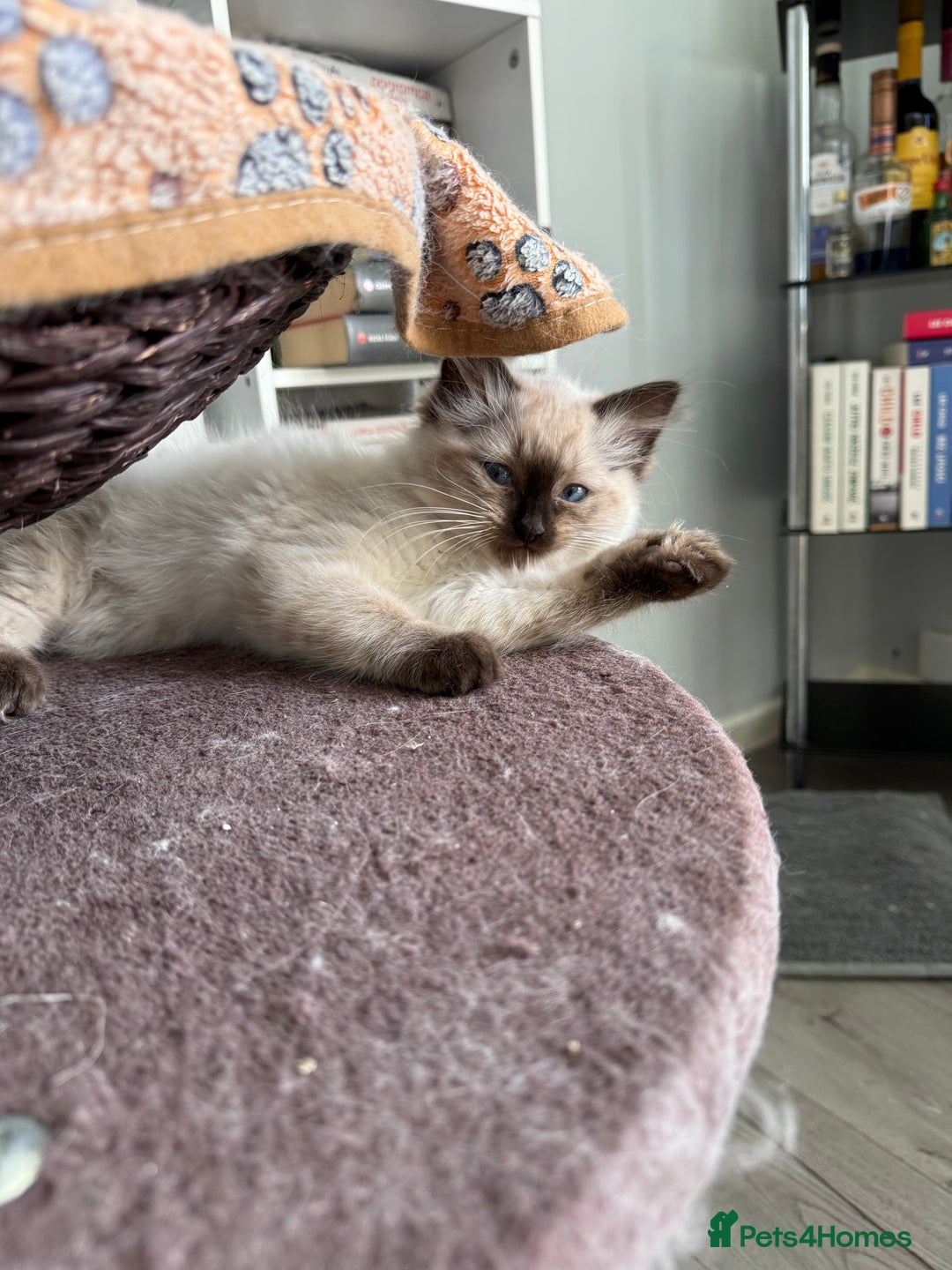Ragdoll cats for sale: Ragdoll - Image 4