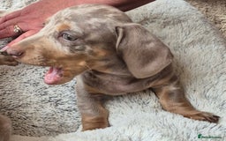 Dachshund dogs for sale: Beautiful kc isabella dapple dachshunds - Image 26