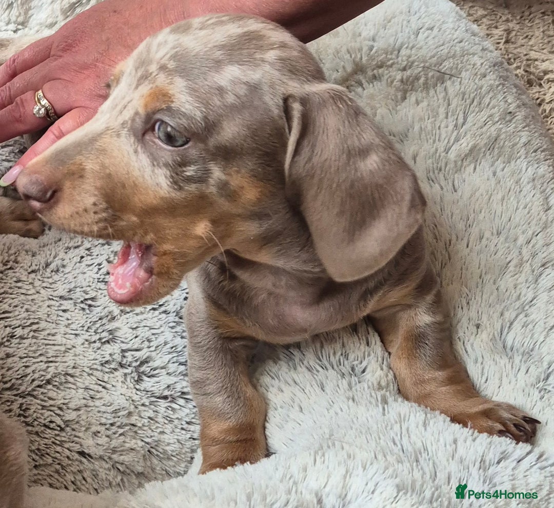 Dachshund dogs for sale: Beautiful kc isabella dapple dachshunds - Image 26