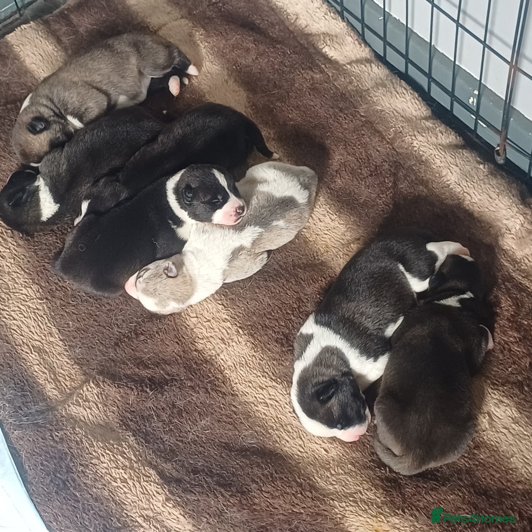 Akita dogs for sale: American akita puppies x7 - Image 2