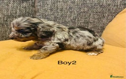 Mixed Breed dogs for sale: Adorable doxiepoo puppies  - Image 1