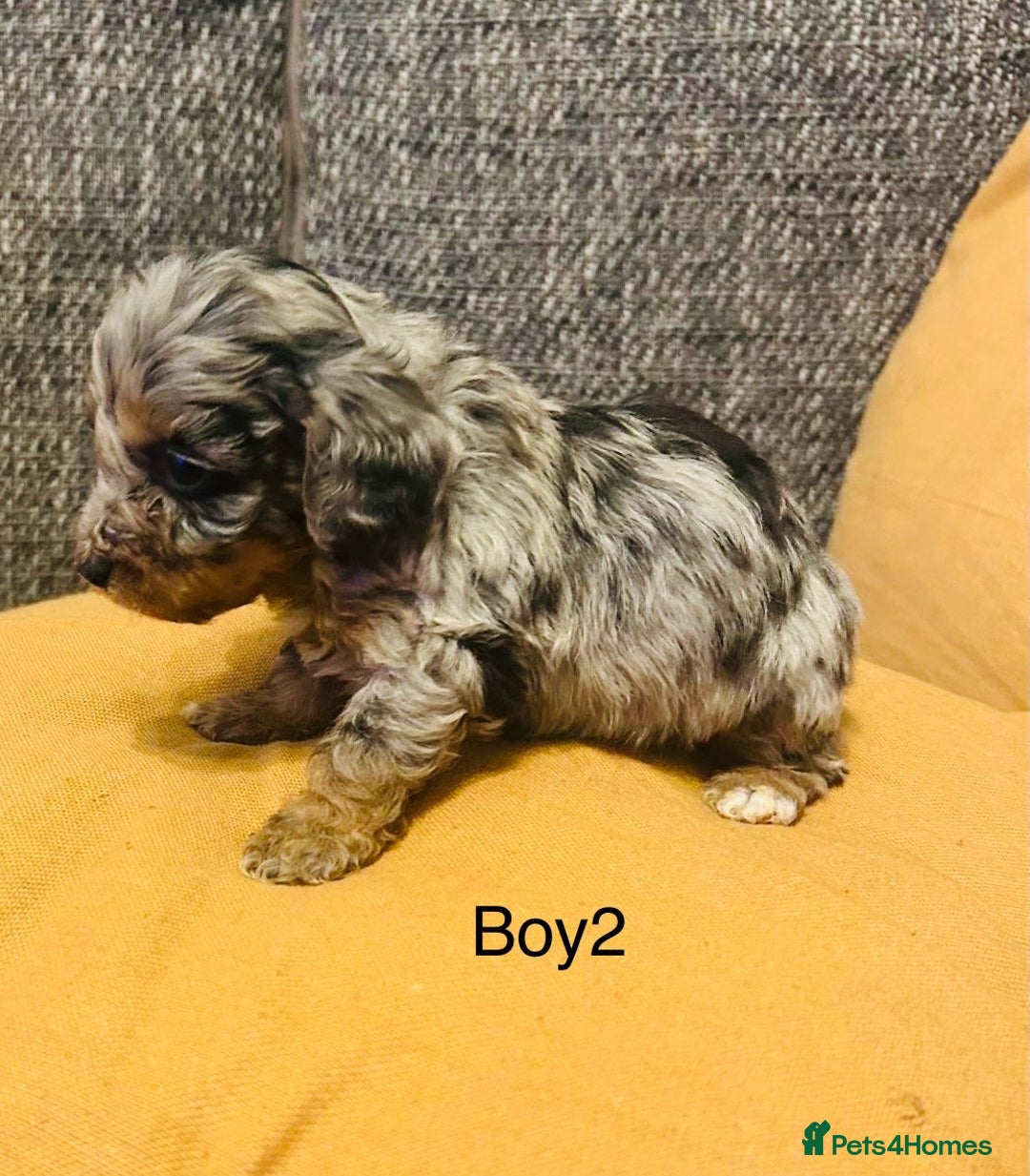 Mixed Breed dogs for sale: Adorable doxiepoo puppies  - Image 1